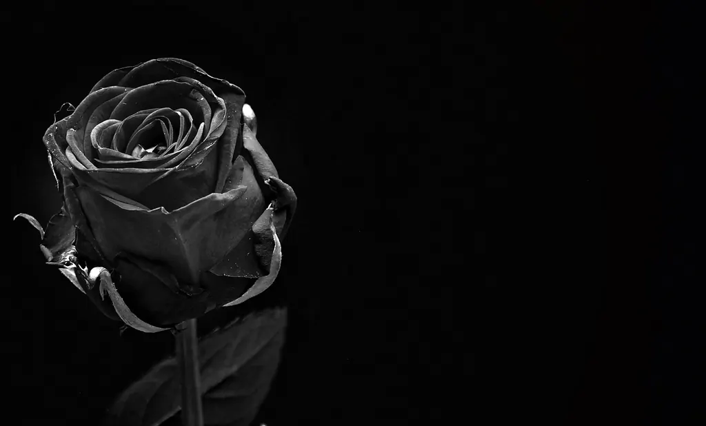 rose-1460773_1280